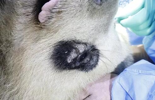 4月25日，应成都大熊猫繁育研究基地的邀请，成都金沙澳门(中国)唯一官方网站业务院长、四川大学华西医院原眼科主任、博士生导师罗清礼教授，特地前往该基地为生病的大熊猫进行了会诊2.jpg